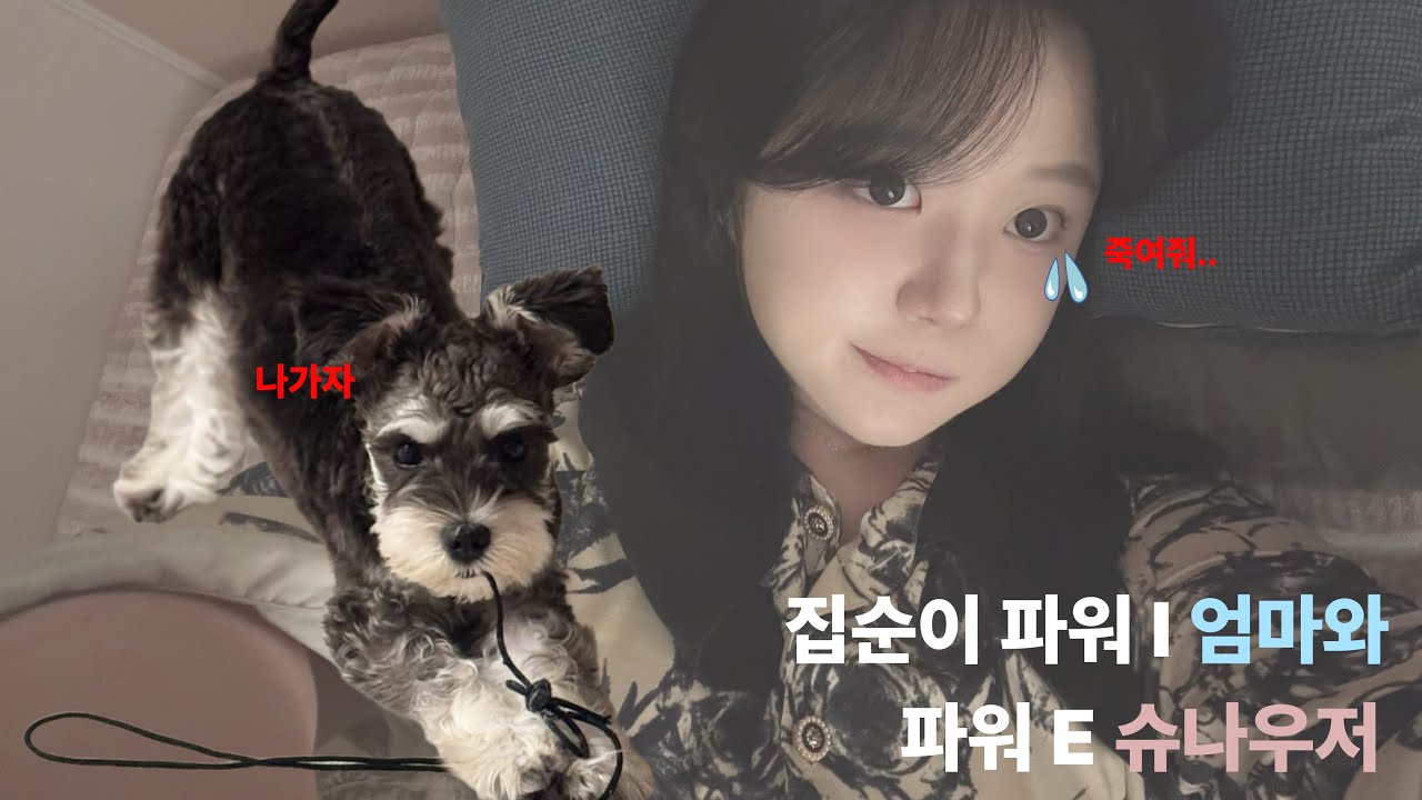 미니어처 슈나우저의 파워 E 일상