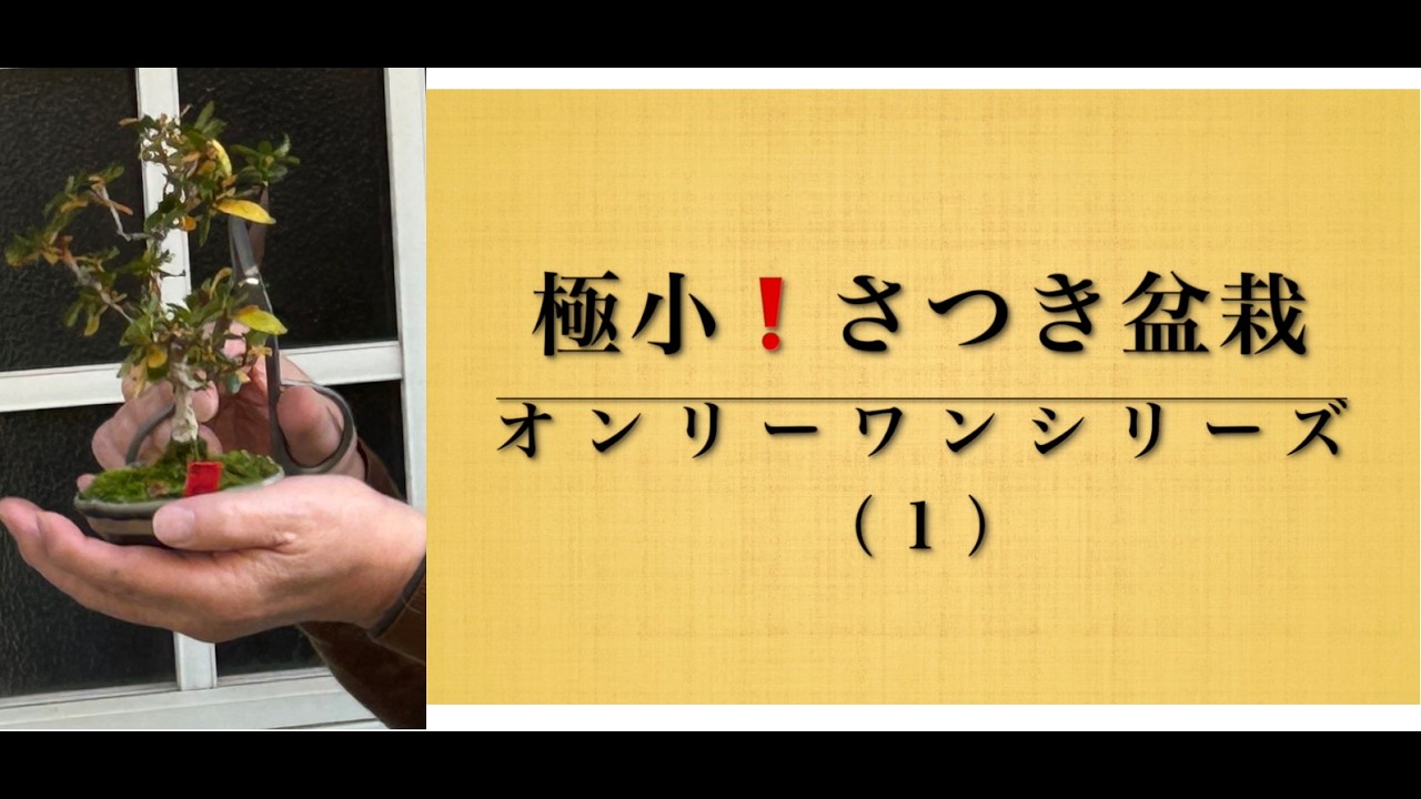 極小！さつき盆栽 オンリーワンシリーズ（１）