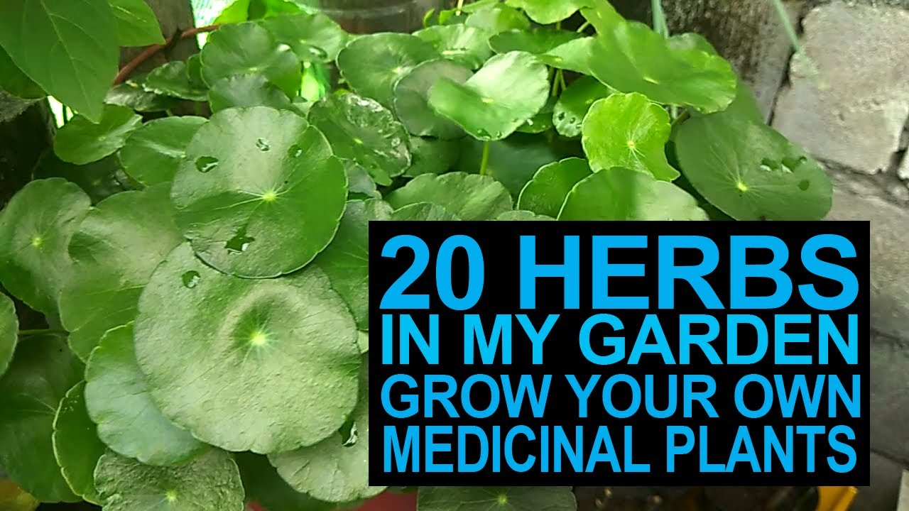 20 Herbs In My Garden I Grow Your Own Medicinal Plants