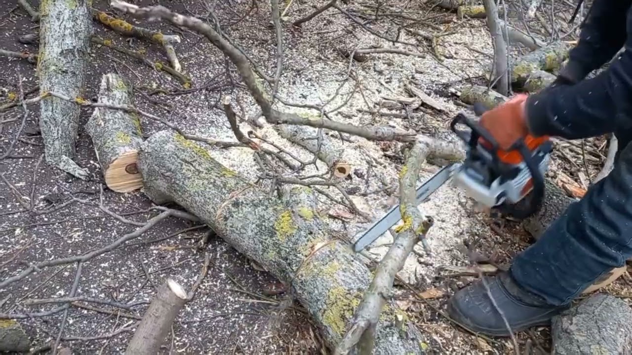 STIHL MS 230 І СТАРА ГОРІШИНА