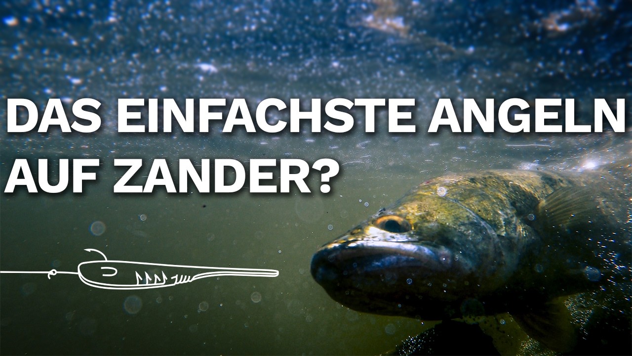 Zander und Barsche direkt vor den Füßen. Einfach und Hängerfrei an der Steinpackung - So gehts!