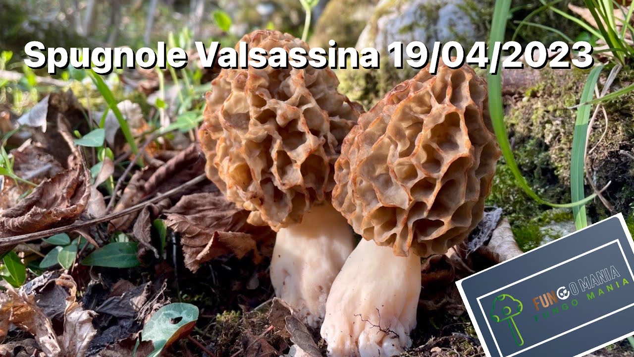 Spugnole 19/04/2023 Valsassina!