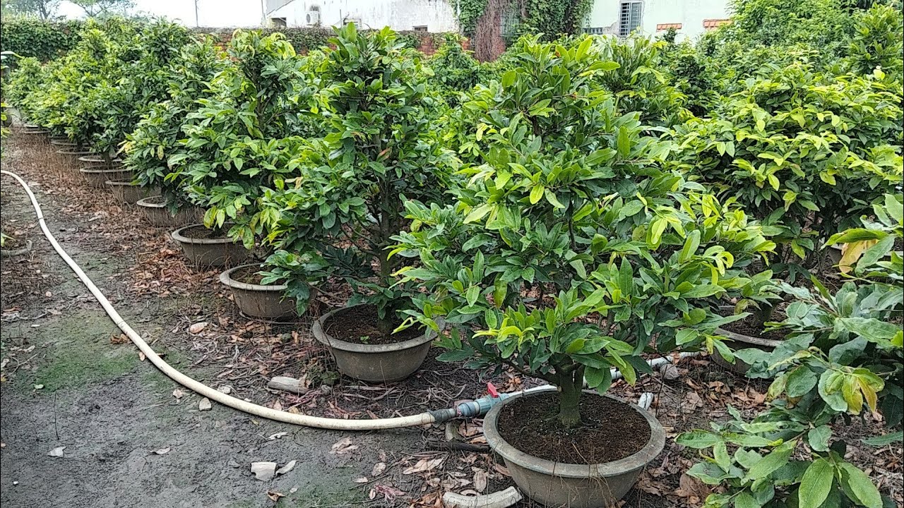 Mai vàng chợ lách, giao lưu mai vàng giá rẻ lh0382626195 10 cây mai bao ship đồng giá 600k một cây