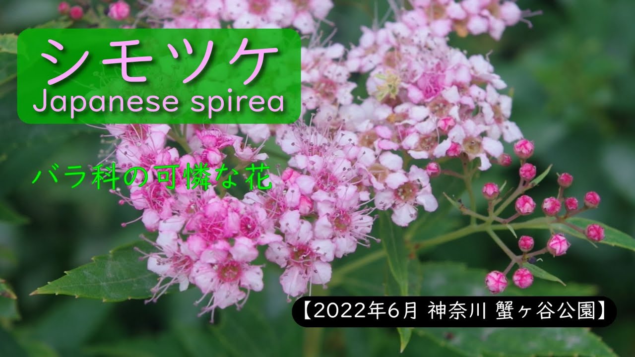 シモツケ、バラ科の可憐な花【2022年5月神奈川 蟹ヶ谷公園】#JapaneseSpiraea#SpiraeaJaponica