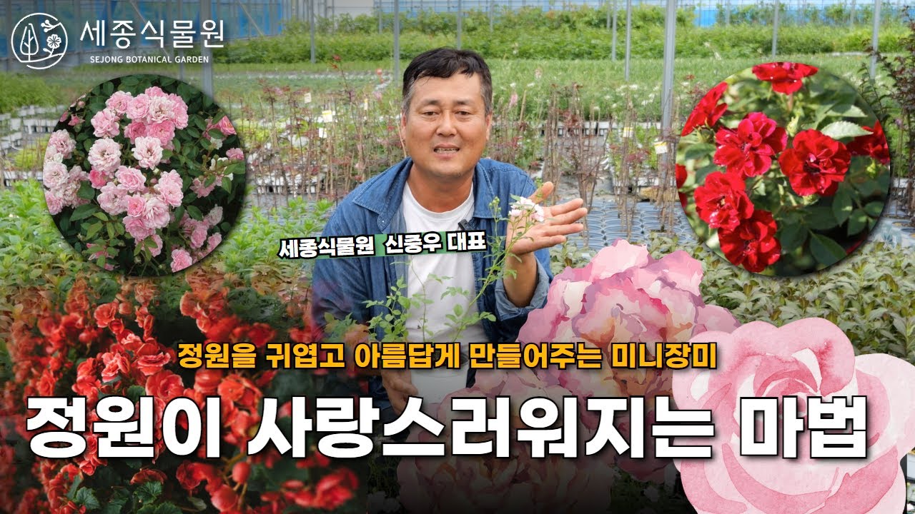 정원 초보도 쉽게! 사랑스러운 미니장미로 아름다운 정원 만들기 #장미 #정원 #미니장미 #장미꽃 #정원가꾸기 #가드닝 #식물 #식물키우기 #장미꽃 #장미울타리