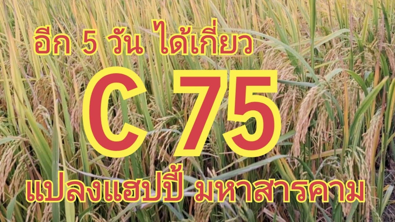 อีก 5 วัน ได้เกี่ยว........C75.....ณ แปลงแฮปปี้ มหาสารคาม