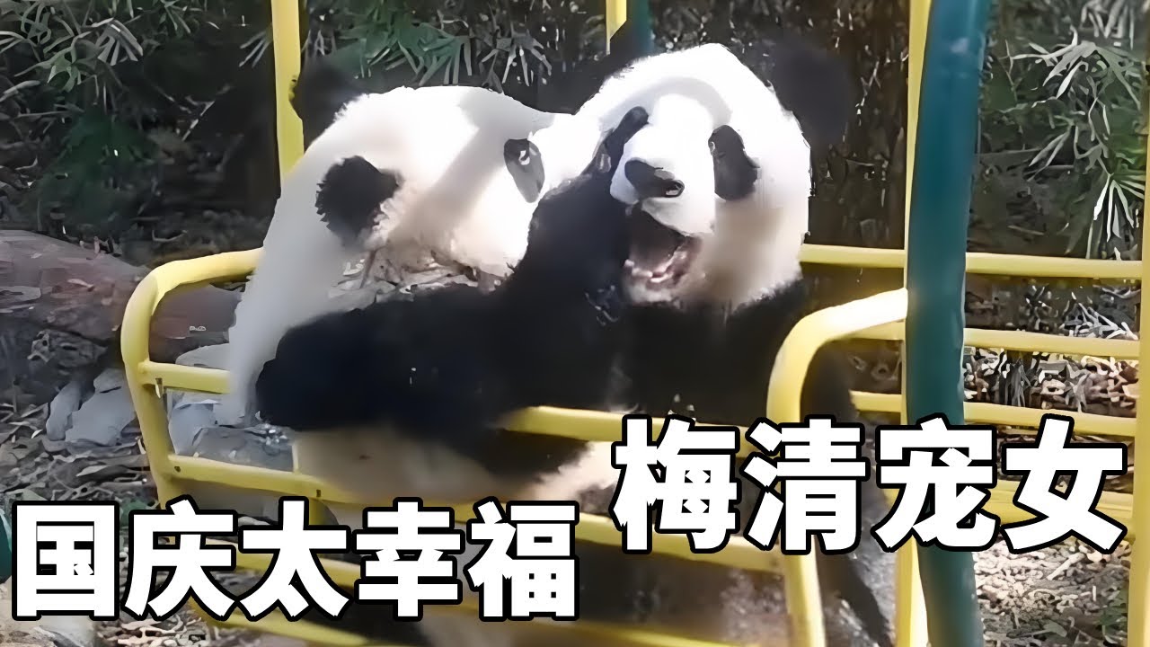 梅清到底有多宠爱国庆！饲养员说梅清自从有了国庆，它的状态都年轻了十岁，看来它真的很爱它的幺女！#大熊猫梅清 #大熊猫国庆 #熊猫 #来这吸熊猫 #不止我一个想rua大熊猫