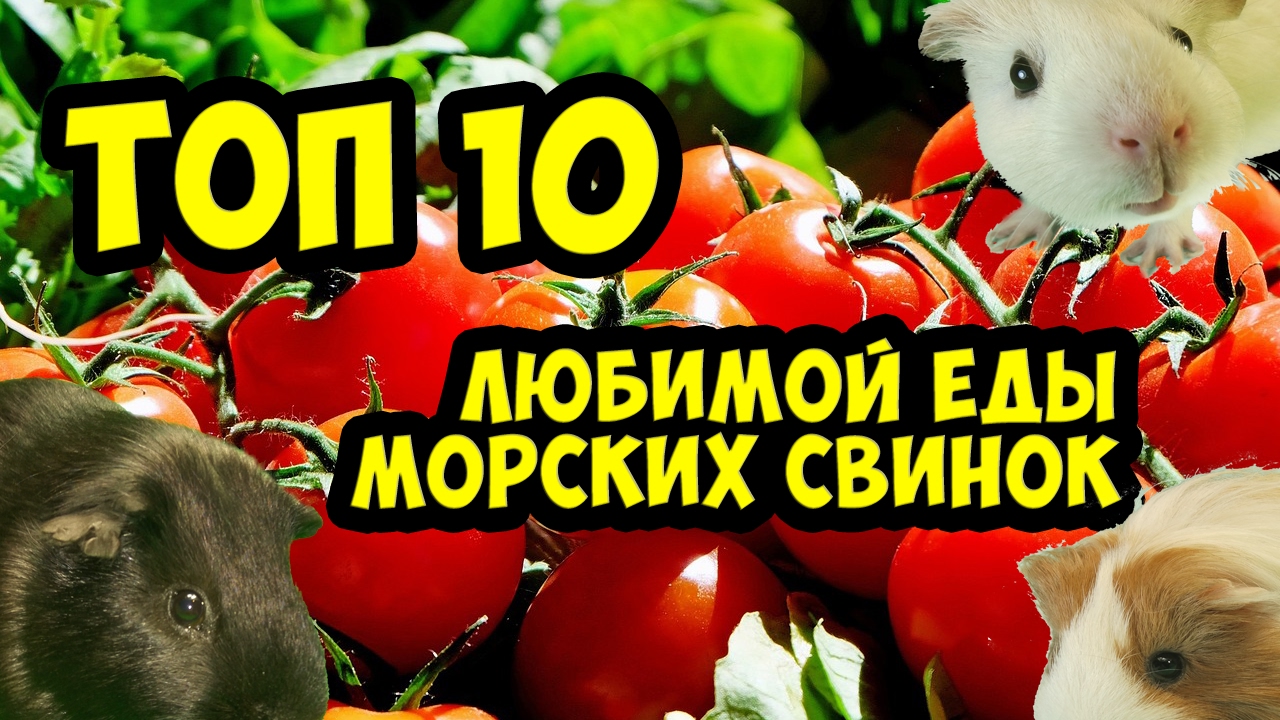 Морские свинки. Топ 10 любимой еды / SvinkiHotel