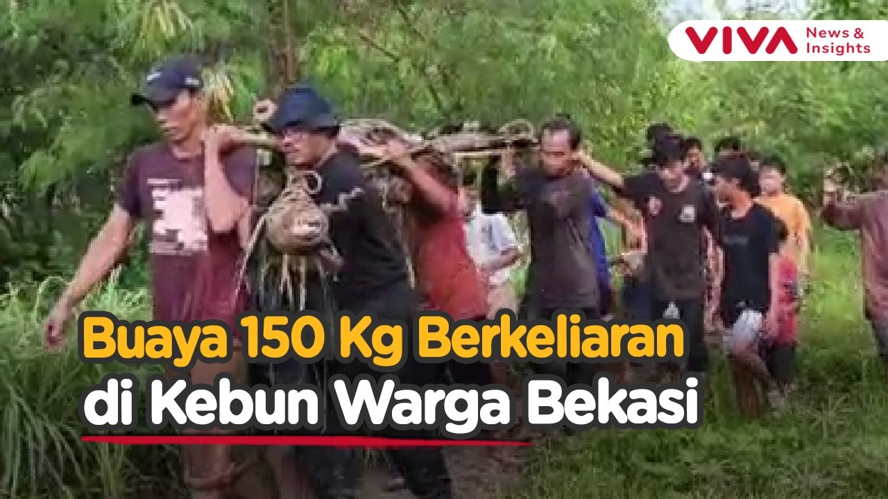 Buaya 3 Meter Masuk Kebun Warga Bekasi, Begini Proses Evakuasinya…