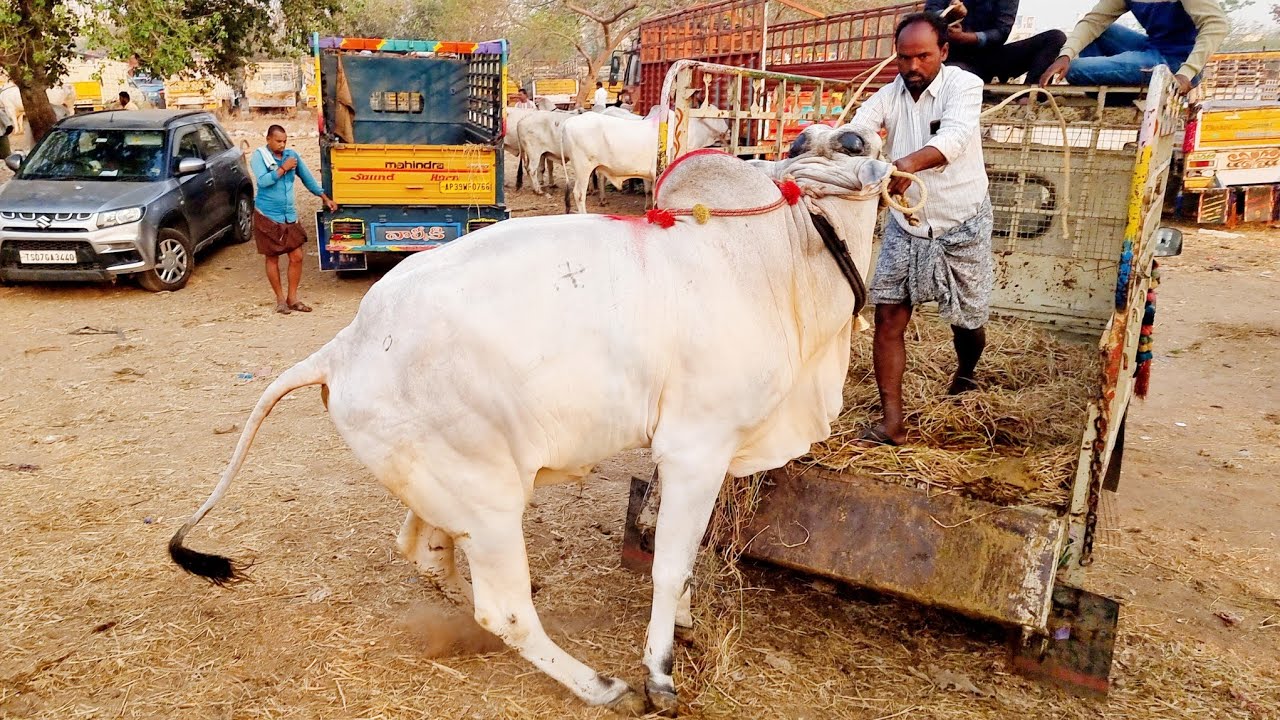 పెబ్బేరు సంతలో 4 పళ్ళ కోడె రేటు-pebbair bulls market-pebbair cattle market-pebbair santa-ox videos