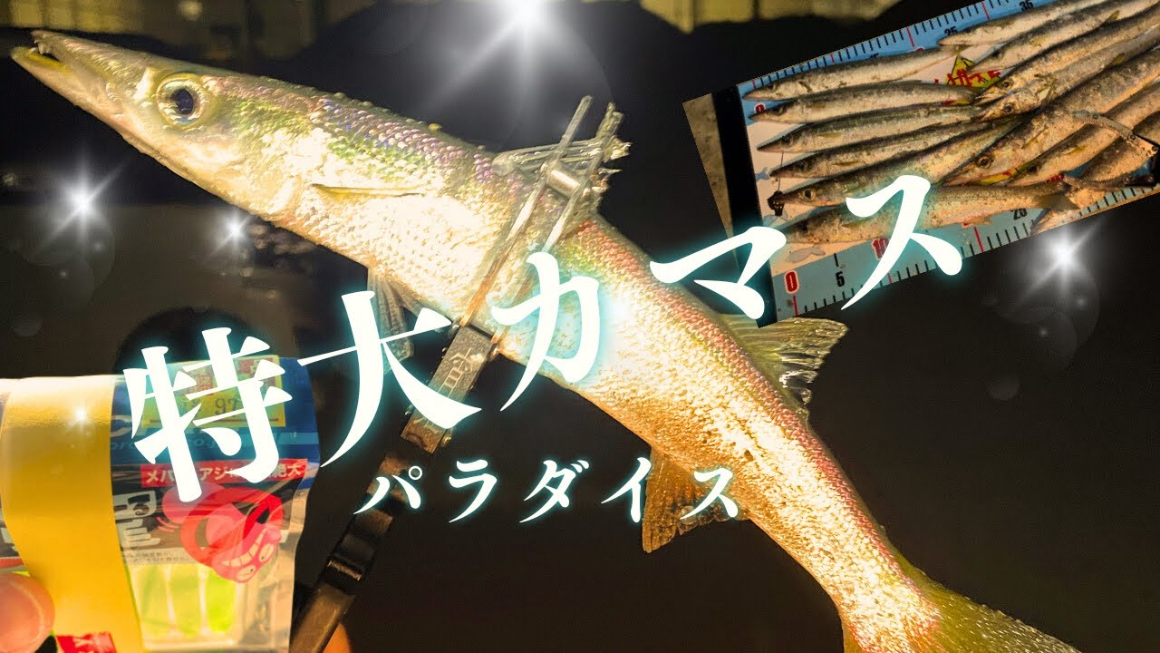 【和歌山】カマス無双！コスパ最強激安ワーム　Japanese fishing