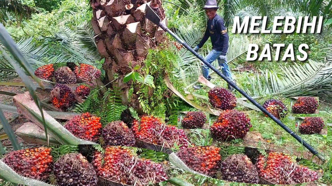 panen sawit saking tajam dodos kemel king tidak trasa pelepah sawit nya habis panen sawit unggul