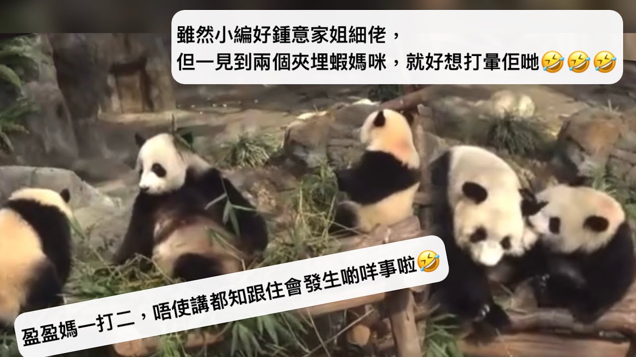 ｜家姐細佬盈盈同場｜10月15日. 盈盈媽一打二，唔使講都知跟住會發生啲咩事啦｜夾埋蝦媽咪，好想打暈佢哋｜Ocean Park｜香港大熊貓｜海洋公園｜遊遊蕩蕩放空記｜加加得得｜팬더｜パンダ｜