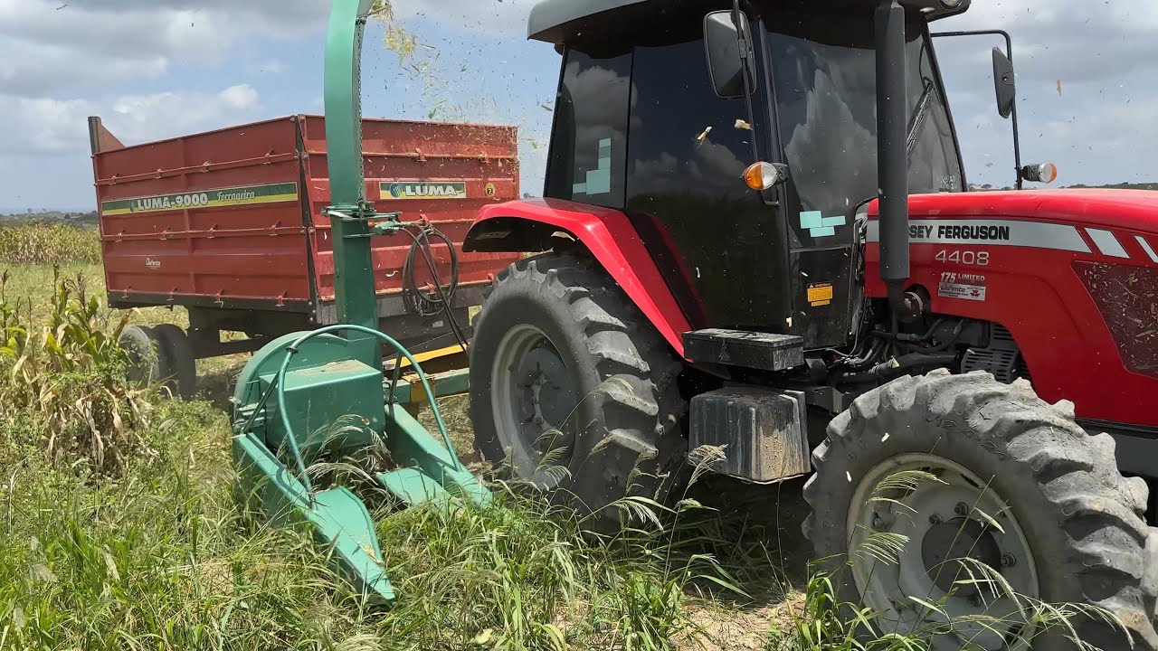 A falta de mao de obra faz o criador de gado alugar ensiladeira pra fazer a moagem do milho