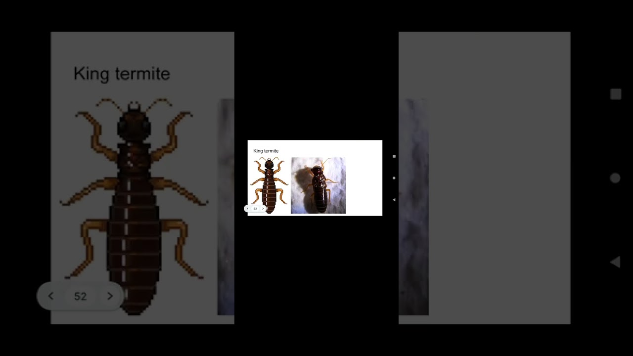 pocket ants in real life