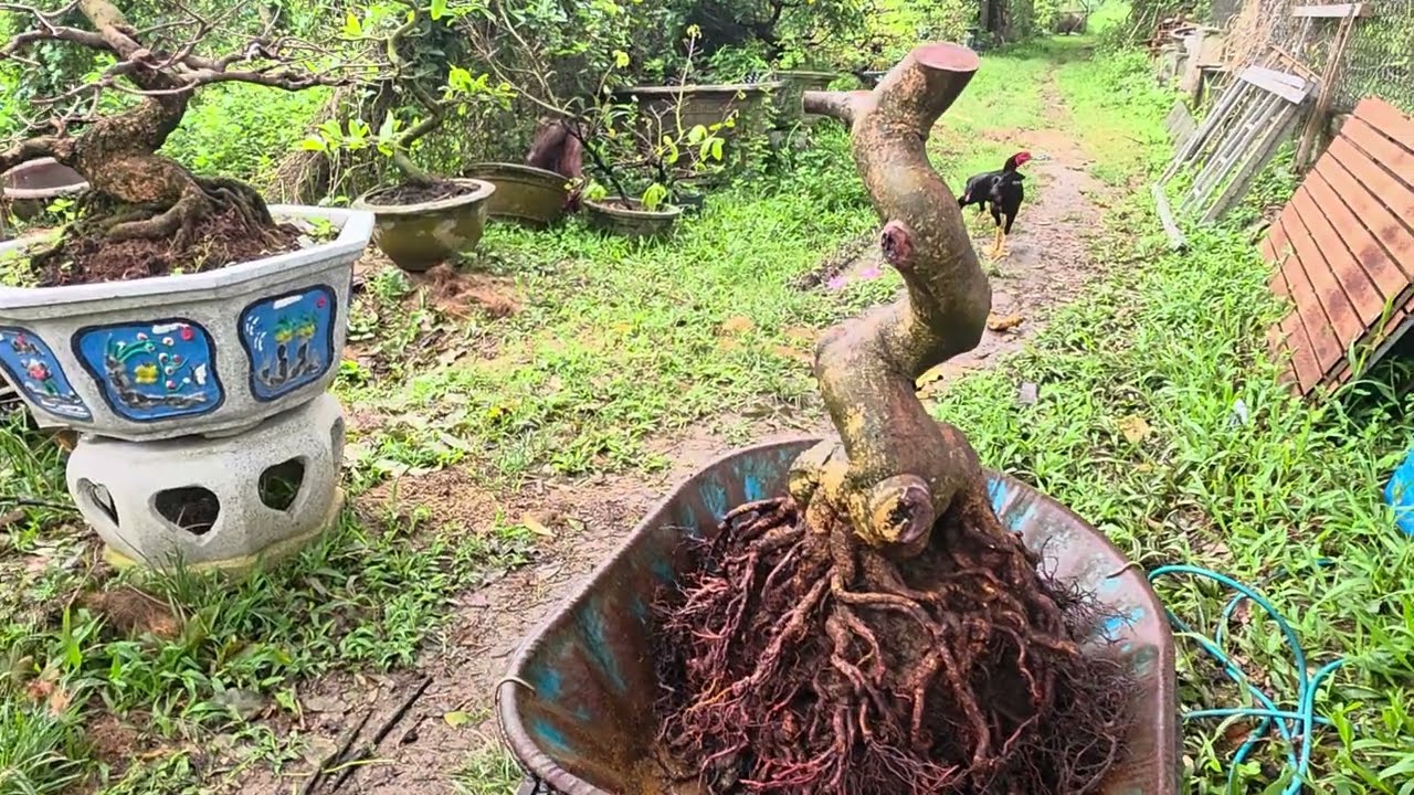 Cách xử lý và trồng cây phôi mai