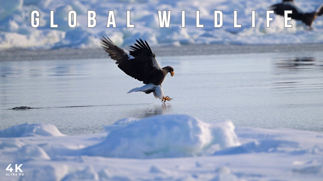 GLOBAL WILDLIFE IN 4K ULTRA HD | Lions, Leopards, Eagles & Tigers Across Earth
