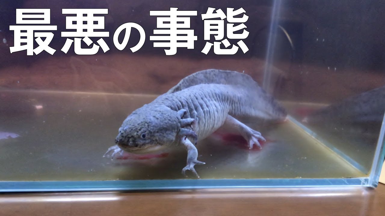 我が家のウーパールーパーが・・・