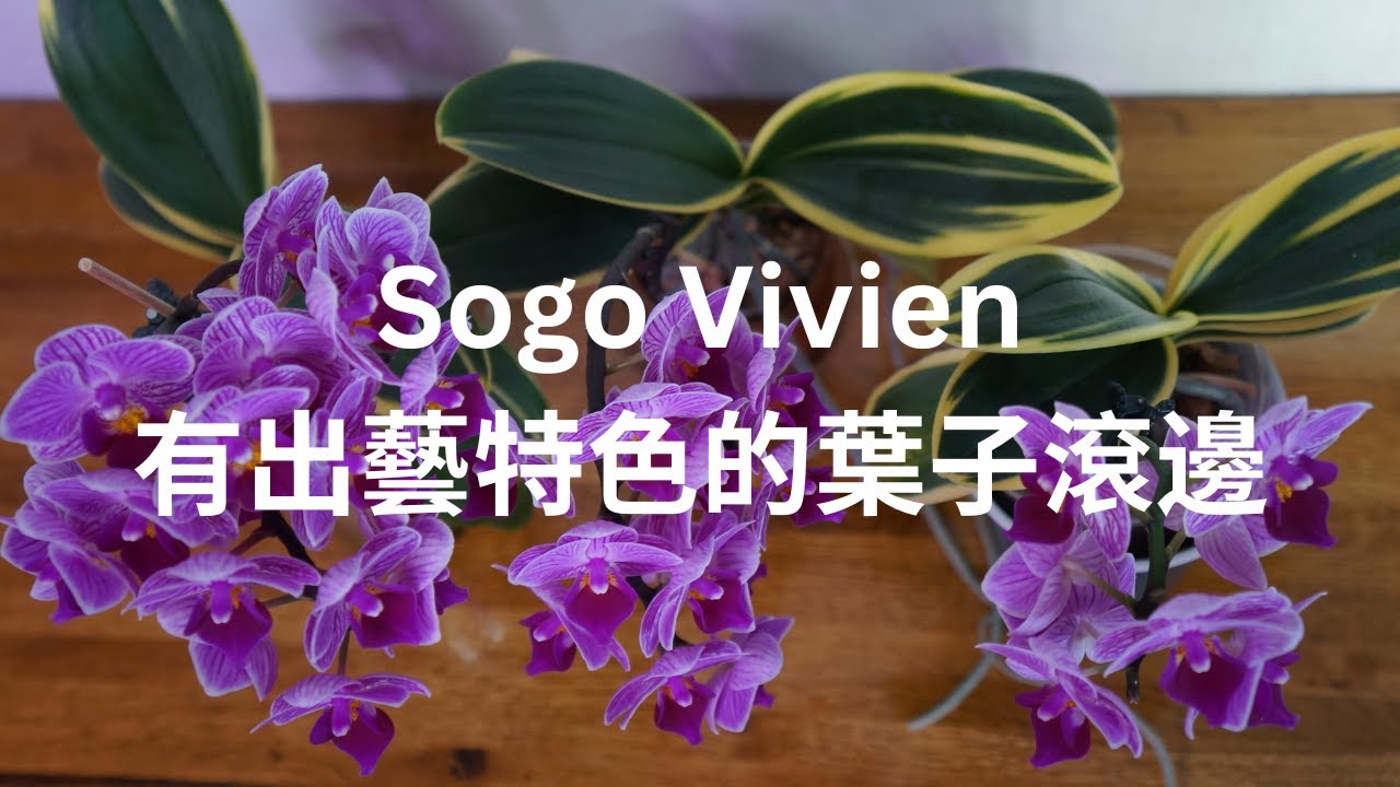 [CC/字幕] 我葉子有出藝的薇薇安, 這次開花表現也還是不錯. 我到底該不該幫他們換盆呢?! | Sogo Alice×Zuma's Pixie | 蘭花種植