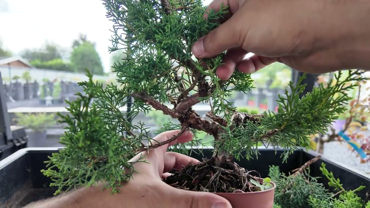 Wacholder Pre-Bonsai schneiden