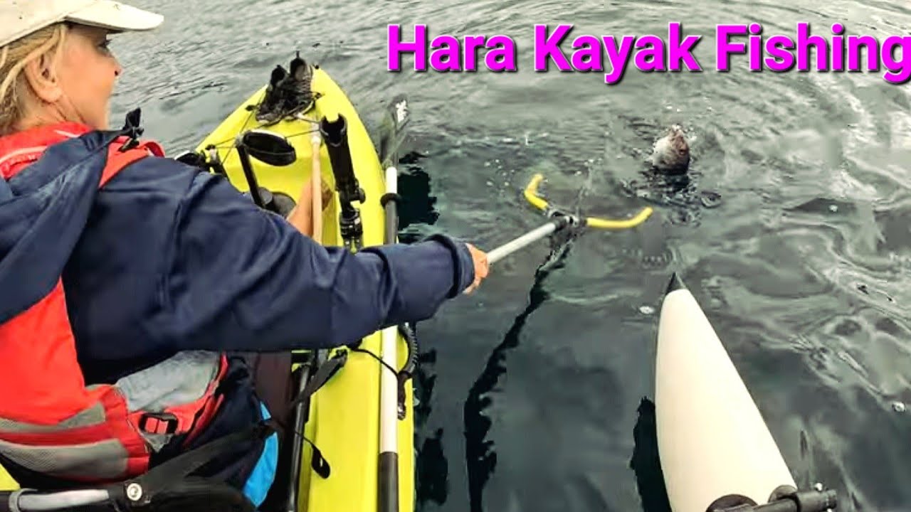 Τα μαγιάτικα κυρίαρχοι του τόπου The amberjacks the rulers of the sea #grouper #dentex