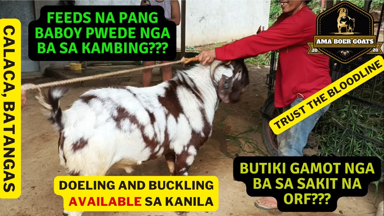 TOUR SA KAMBINGAN NI BOSS ALVIN ADIZ NG AMA BOER GOAT FARM NG CALACA, BATANGAS/ GOAT FARMING PHIL