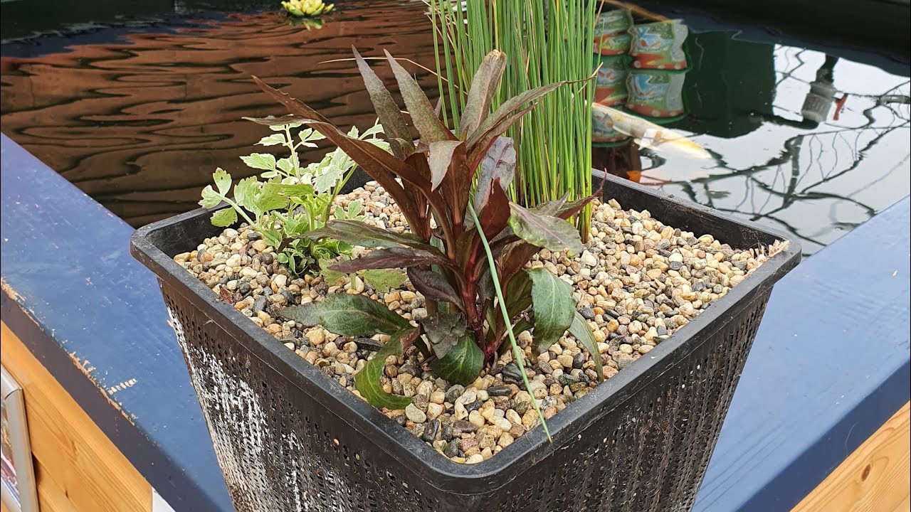 How To Easily Pot, Repot and Plant Pond Plants (Fishkeeper Scotland Aberdeen Collaboration)