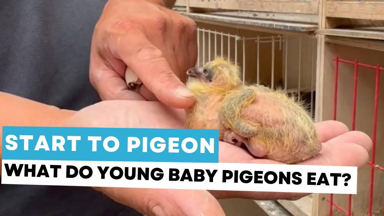 Start to pigeon: what do young baby pigeons eat?