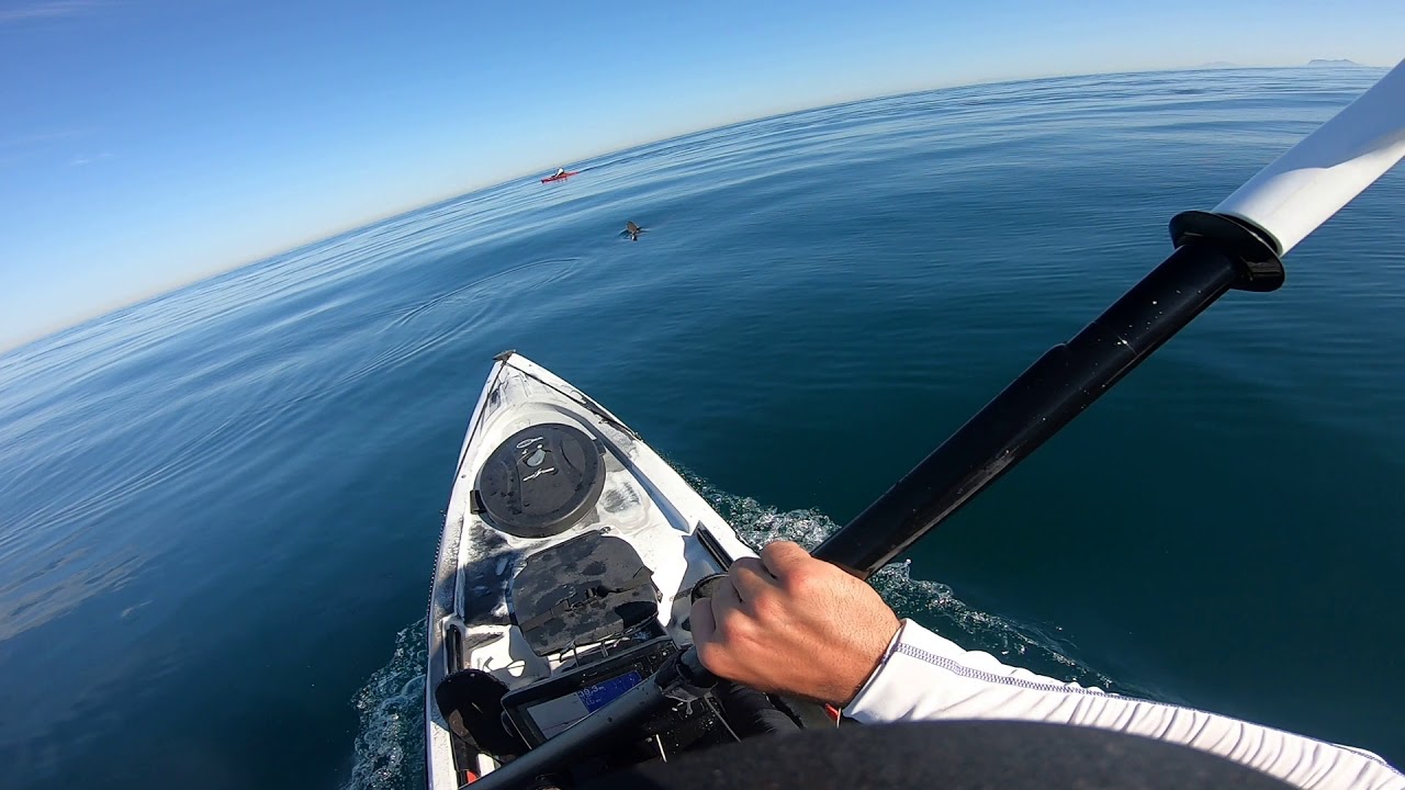 Pez Luna desde Kayak