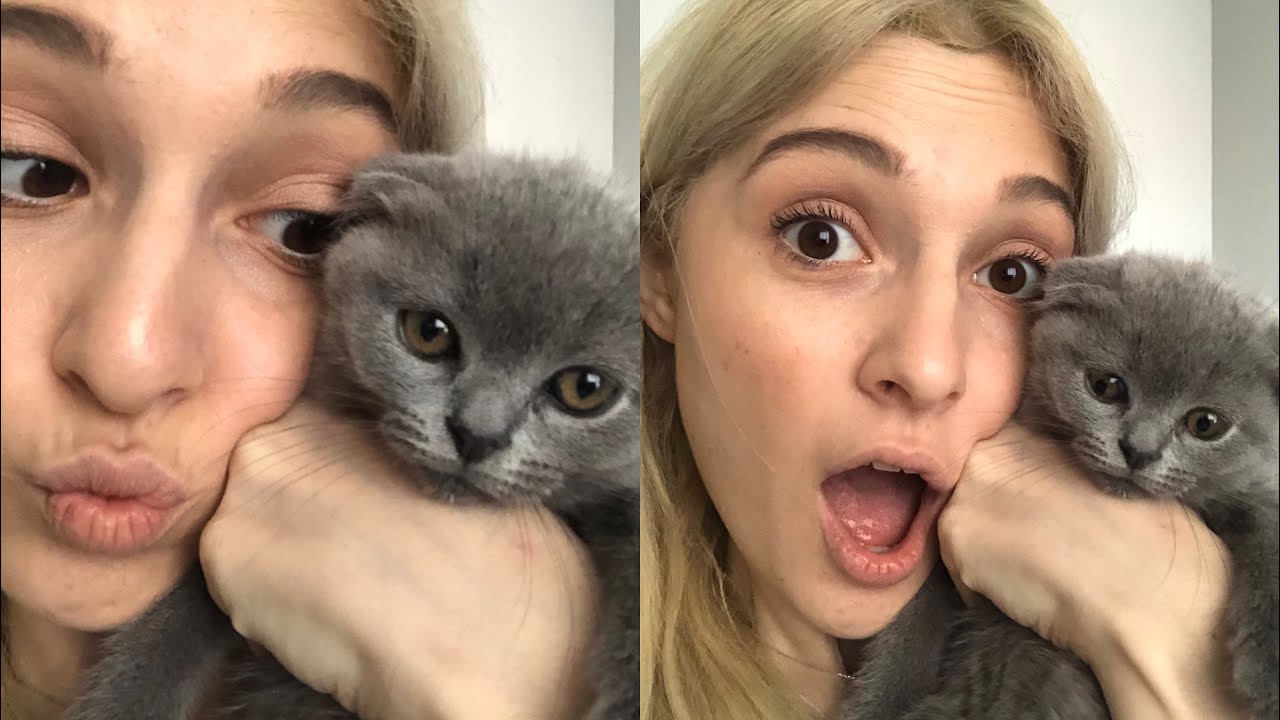 KEDİMLE BİR GÜNÜM. Kedi Kumu Temizleme , Kedi Maması | Kedi Videoları | Scottish Fold