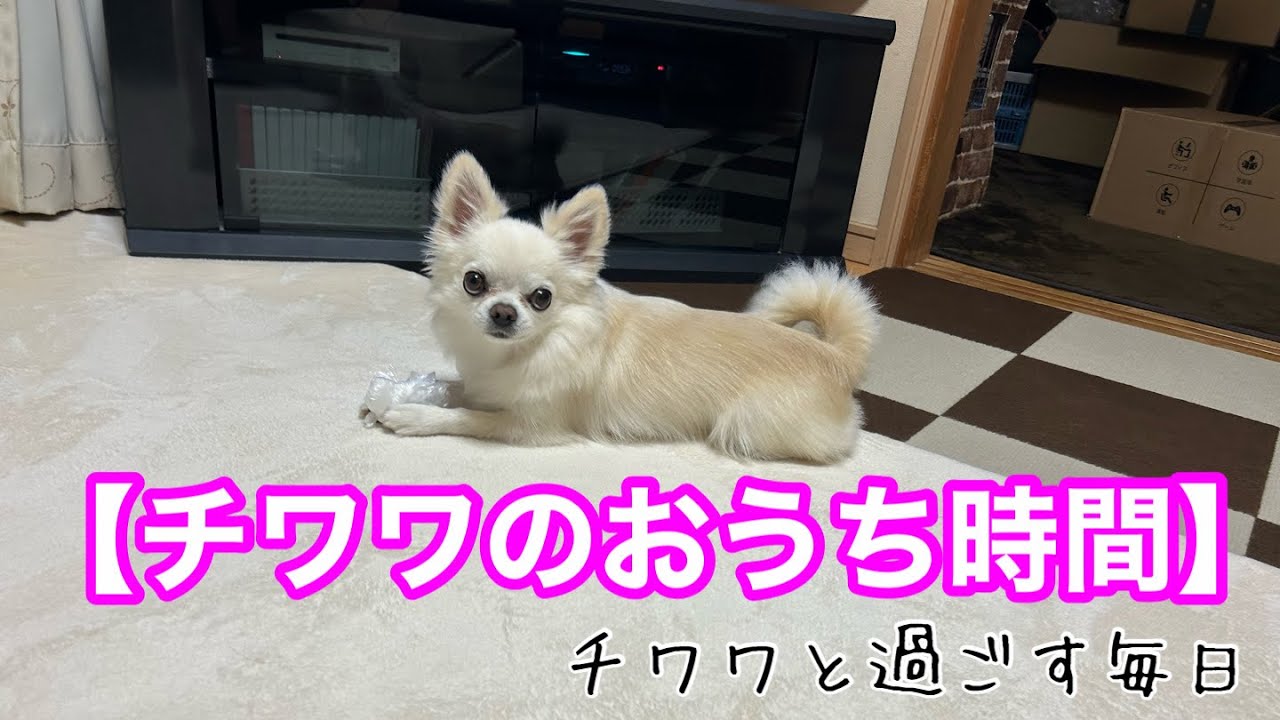 【チワワのおうち時間】チワワあるある！！