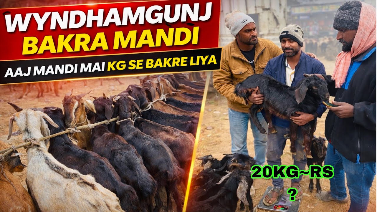 Wyndhamgunj Bakra Mandi | Aaj Pehli Baar KG Se Bakre Khareede | Goat Market Jharkhand