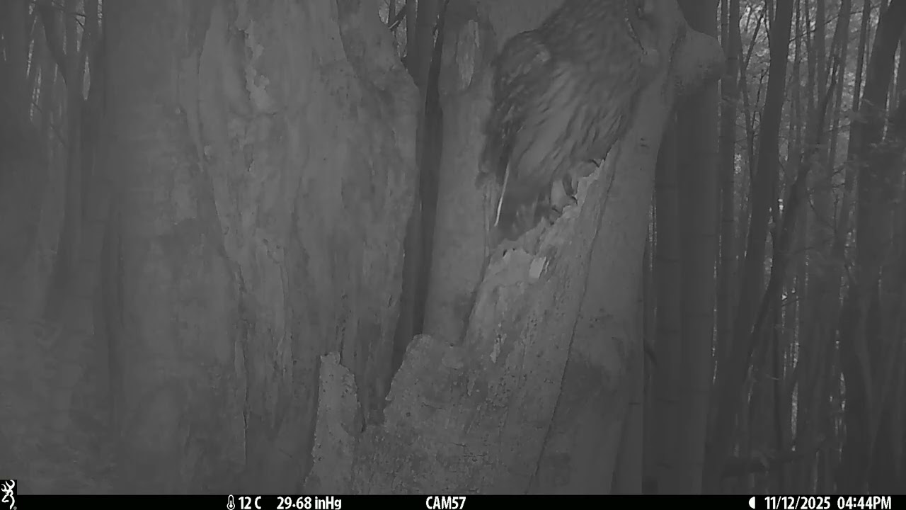 2025-11-12 Owl フクロウ 巣穴 広島県 呉市 広