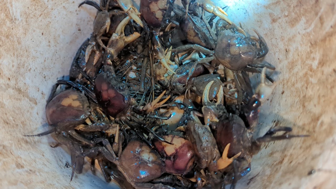 Crabbing at Night - The Ultimate Crab Hunt Adventure