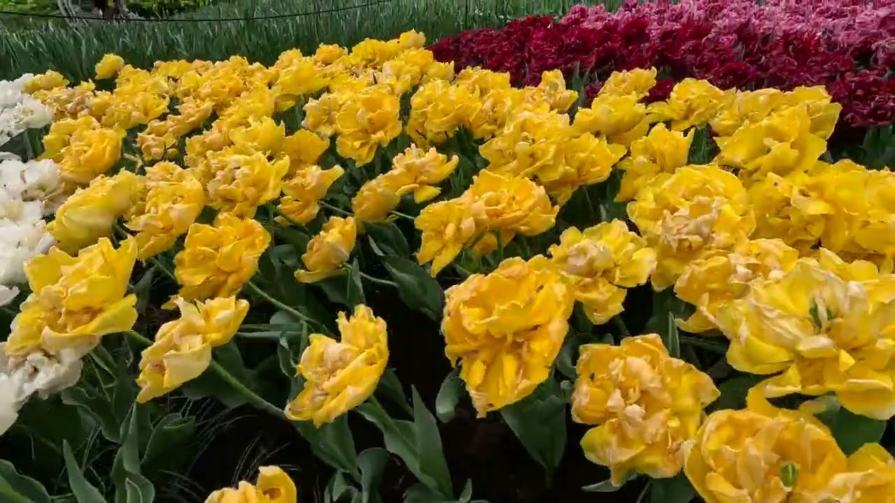 ICONIC TULIP FIELDS! TULIP GARDEN! Keukenhof, Holland. April, 2025