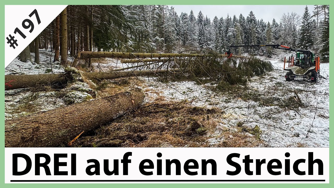 Erstes Holz im neuen Jahr - Glatteis lässt Johnny rutschen