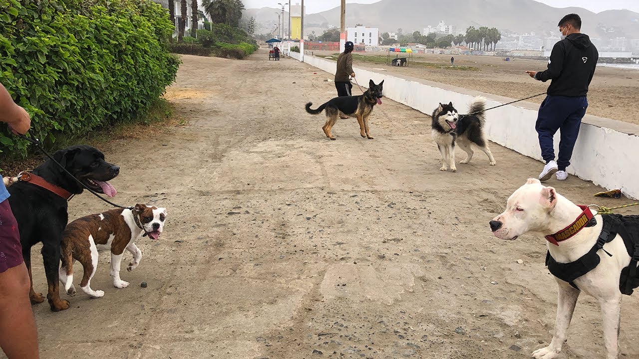 Husky siberiano - Pastor aleman - Rottweiler & Dogo Argentino