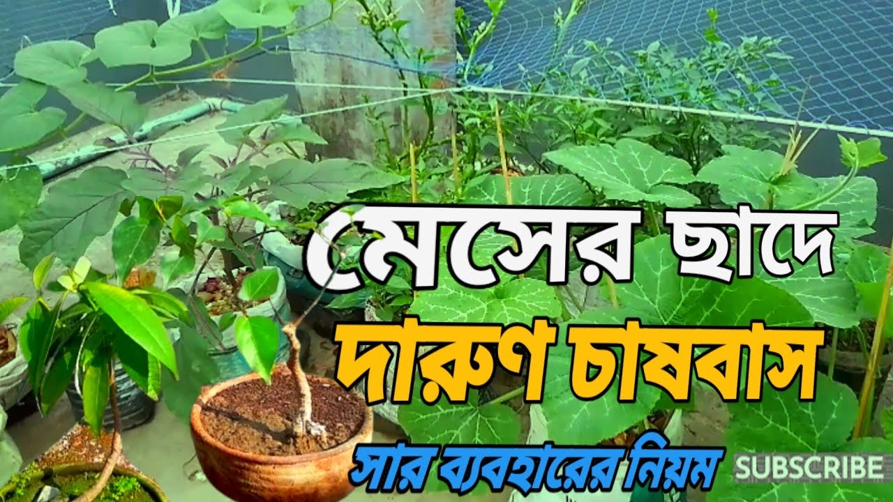 মেসের ছাদে সবজি চাষ 🙆‍♂️🌶️🌽🍆 | গাছে কী সার ব্যবহার করি | ছাদে সবজি চাষ ও বনসাই তৈরির নিয়ম