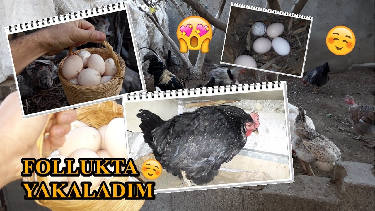 Yumurta Toplama Ve Tavuğun Yumurtlama Anı :)