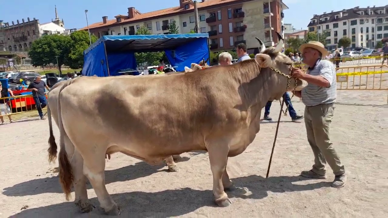 parda de montaña.  Vaca campeona