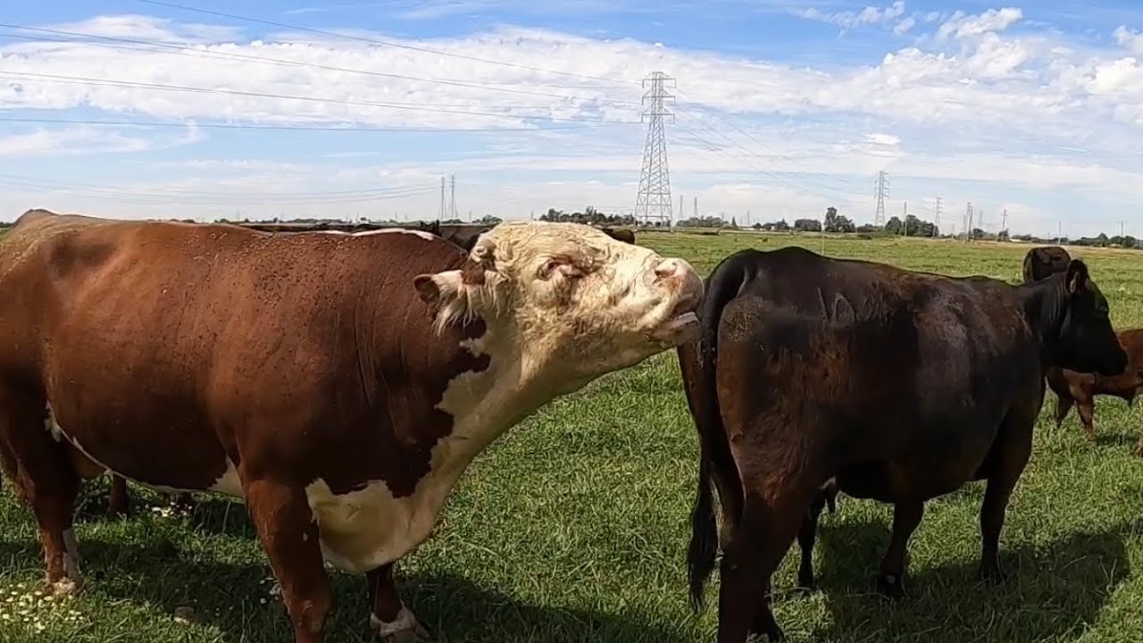 The Bulls Work is Never Done!