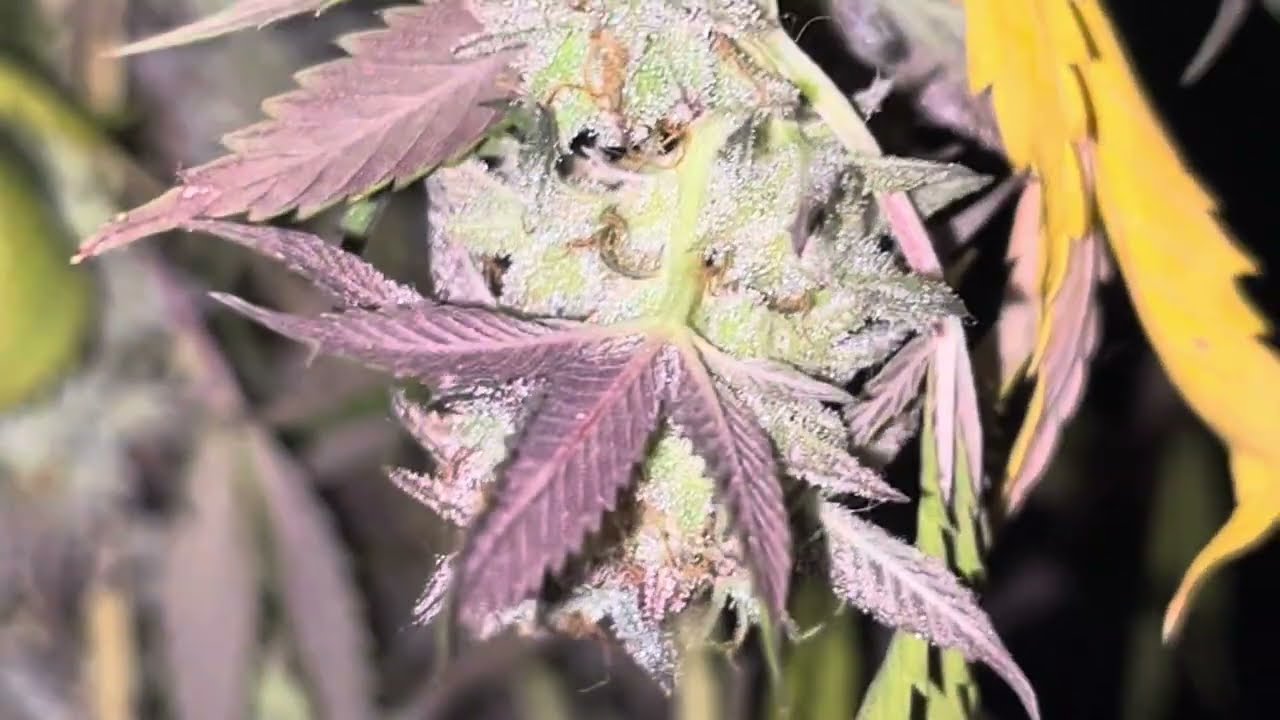Harvest Day! Josh D GMO Cookies