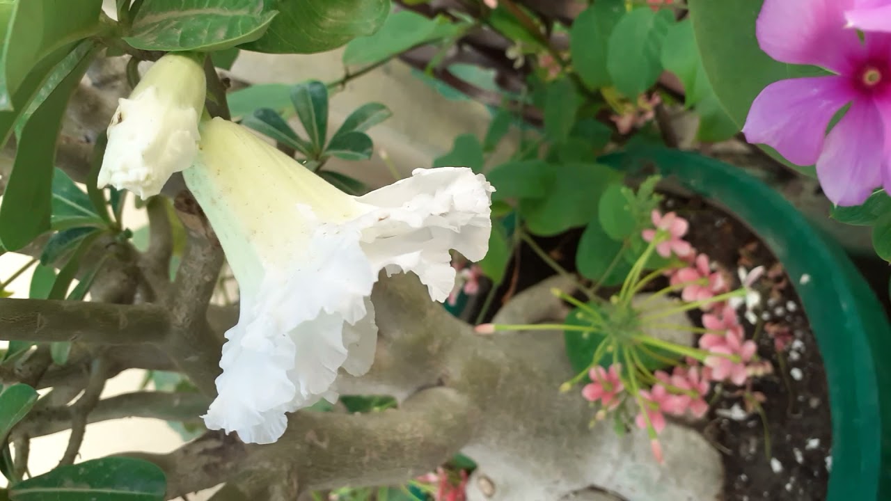multi grafting in a single adenium plant