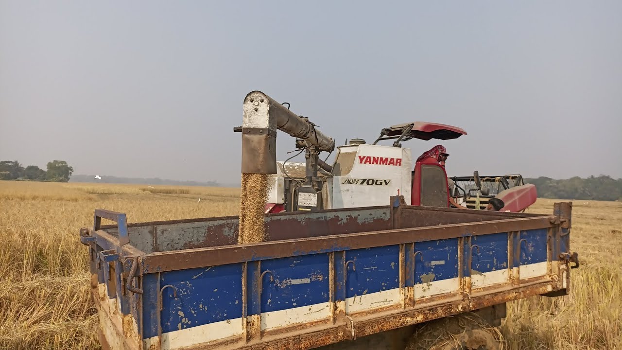 Harvester Machine Cutting Paddy || ମେସିନ୍ ରେ ଧାନ କଟା // Vlog #susantavlogsofficial