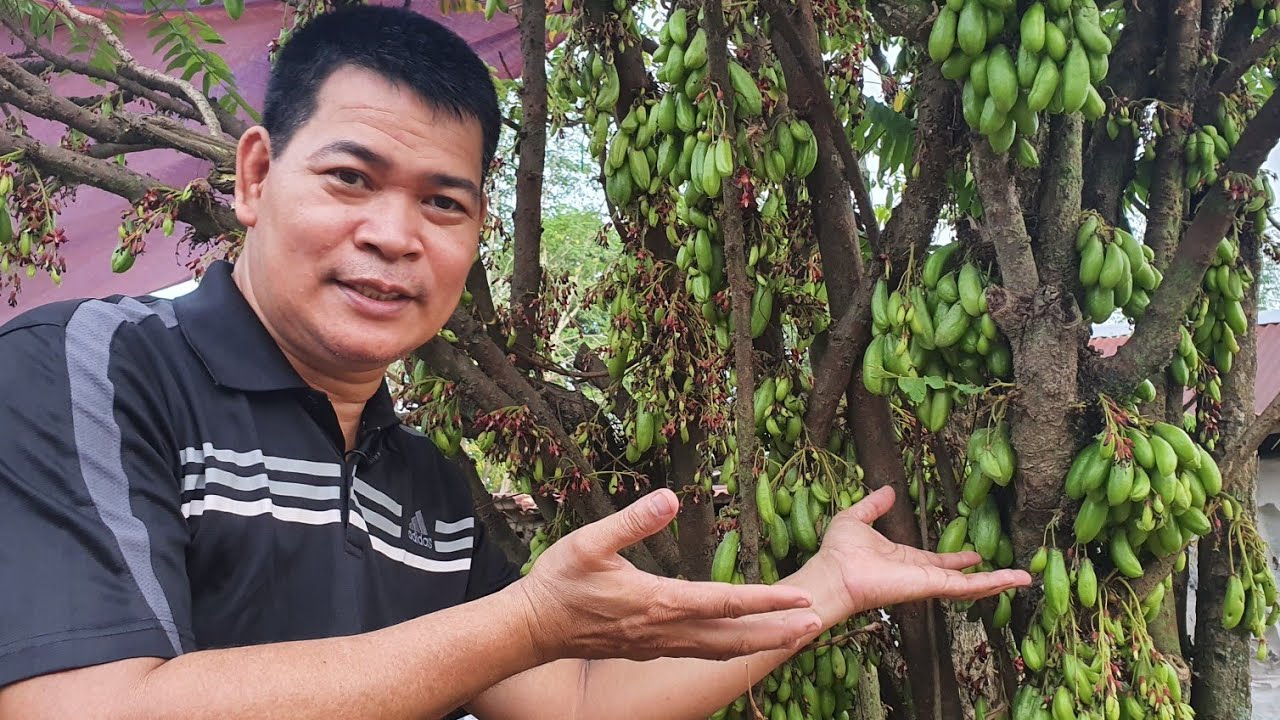SIKRETO PARA MAGING HITIK NA HITIK SA BUNGA NG KAMIAS at IBA PANG HALAMAN (with ENG subs)