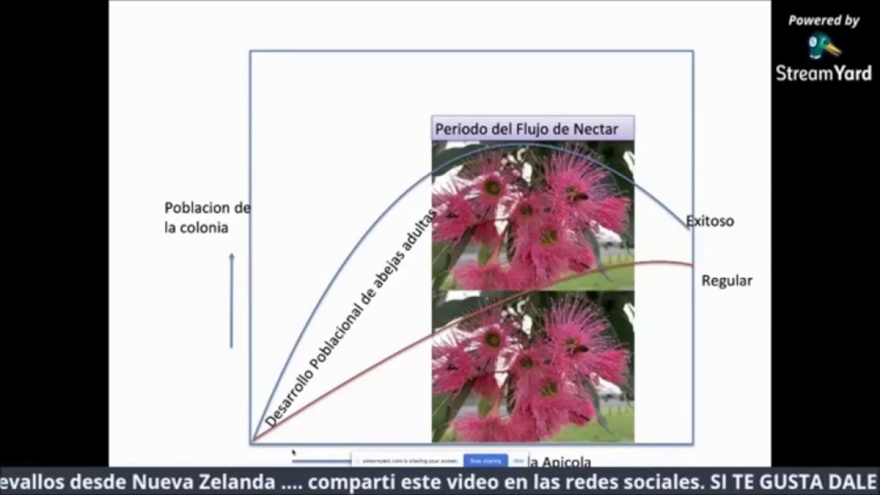 Manejo de 32.000 colmenas en alta produccion de Miel de MANUKA - CAPITULO 2 (estudio de floracion)