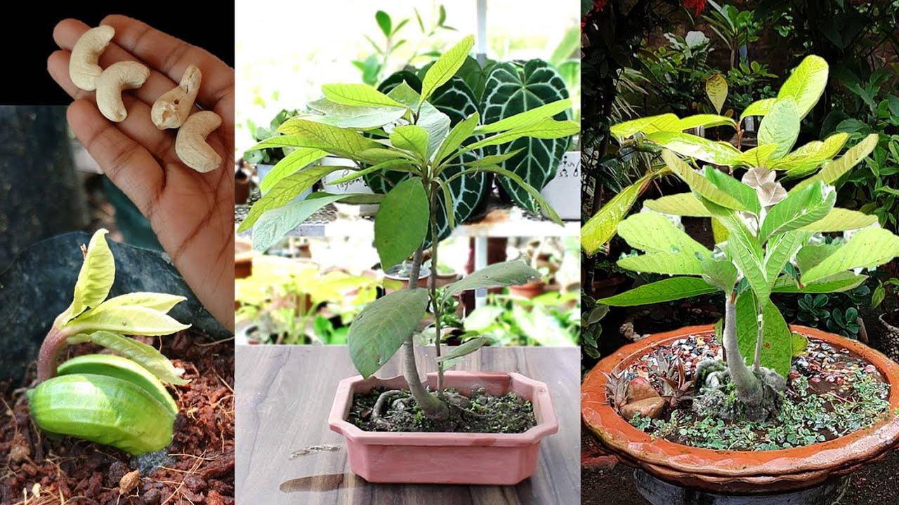 Grow Cashew Tree Bonsai from Seed | काजू का बोन्साई बनाएं बीजों से