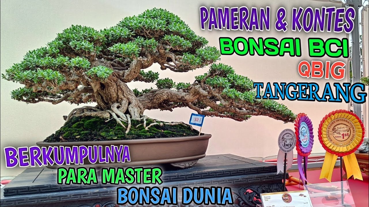 PAMERAN & KONTES BONSAI BCI QBIG BSD CITY TANGERANG-INDONESIA