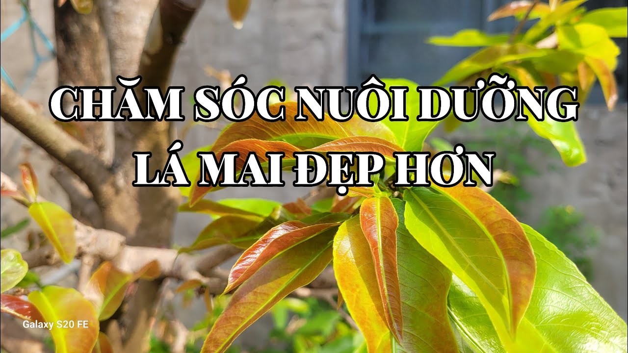 Tiếp tục chăm dưỡng cho lá mai đẹp hơn