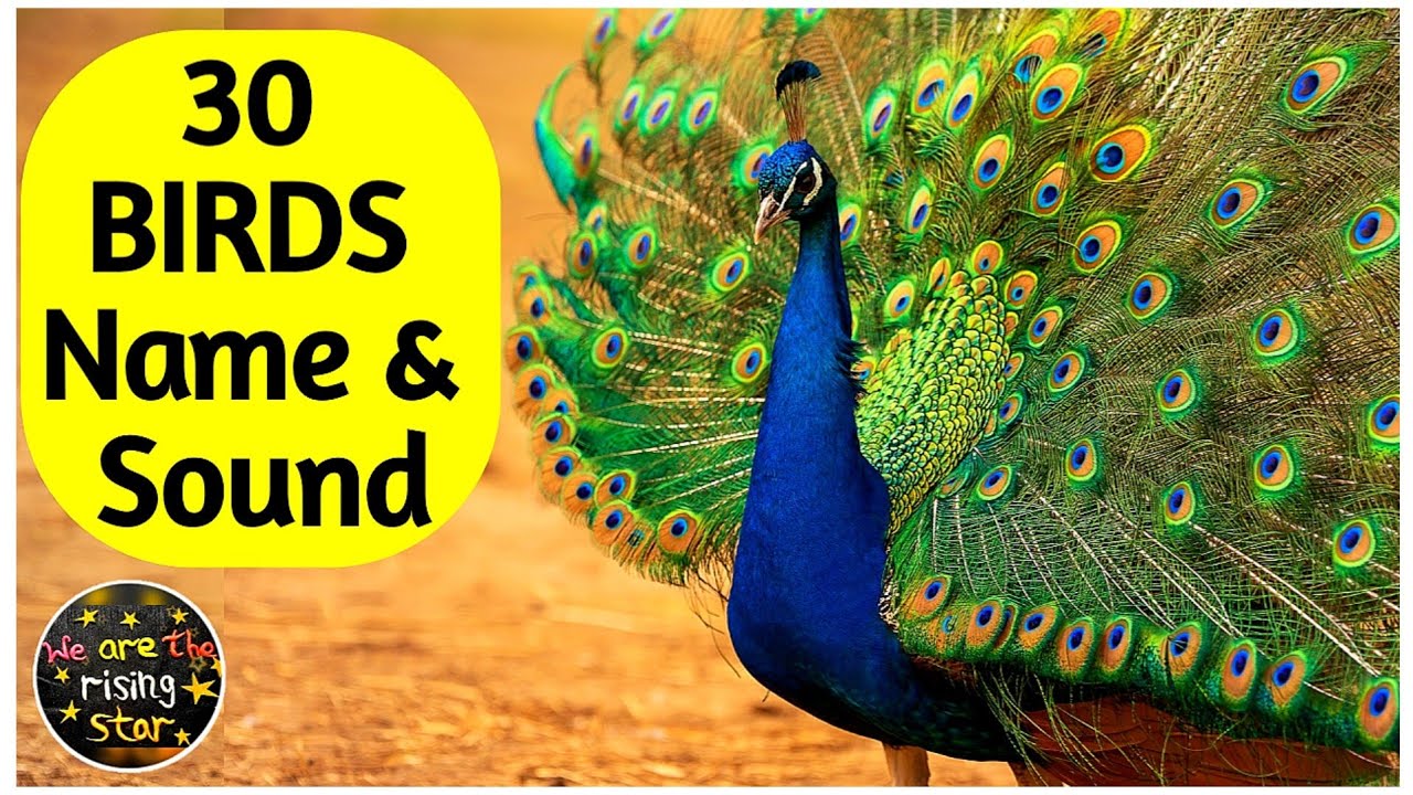 30 Birds Name | पक्षियों के नाम | Birds Sound | WATRstar